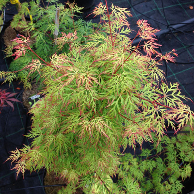 Jap&aacute;n juhar Acer palmatum dissectum 'Emerald Lace'