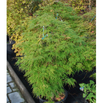 Acer palmatum dissectum 'Emerald Lace' Jap&aacute;n juhar