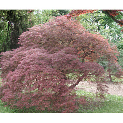 Acer palmatum dissectum 'Garnet' Japán juhar
