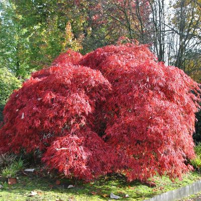 Japán juhar Acer palmatum dissectum 'Garnet'