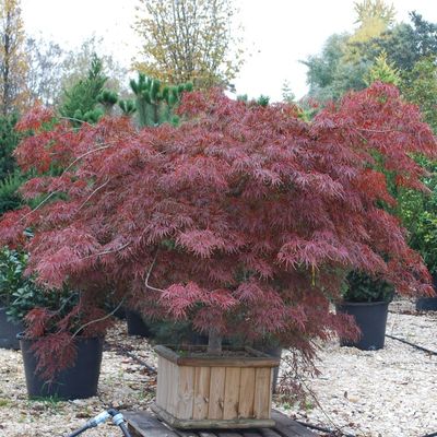 Japán juhar Acer palmatum dissectum 'Inaba Shidare'