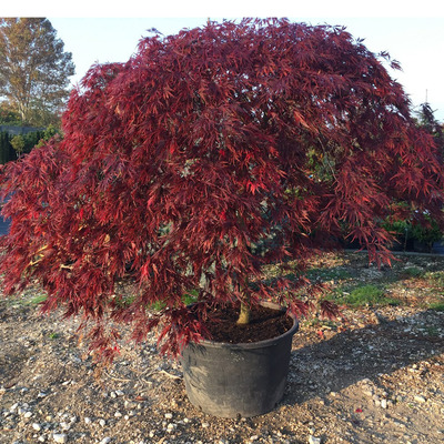 Japán juhar Acer palmatum dissectum 'Inaba Shidare'