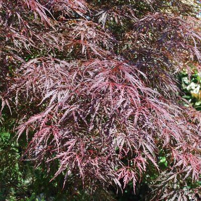 Japán juhar Acer palmatum dissectum 'Inaba Shidare'