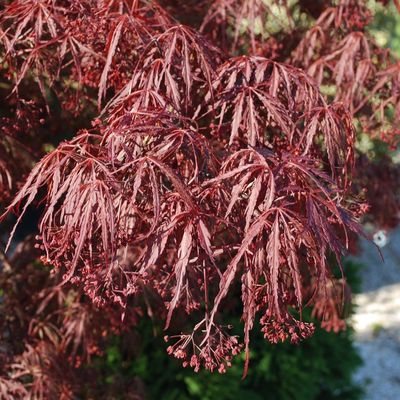 Japán juhar Acer palmatum dissectum 'Inaba Shidare'