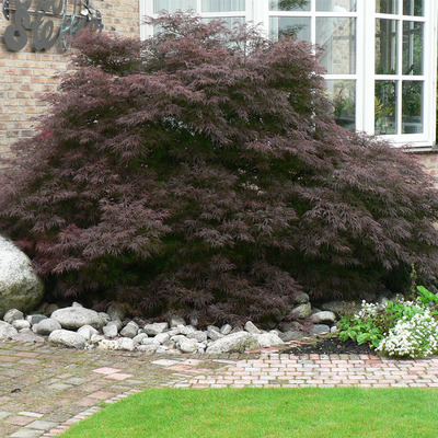 Japán juhar Acer palmatum dissectum 'Inaba Shidare'