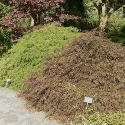 Japán juhar fajták Acer palmatum mix