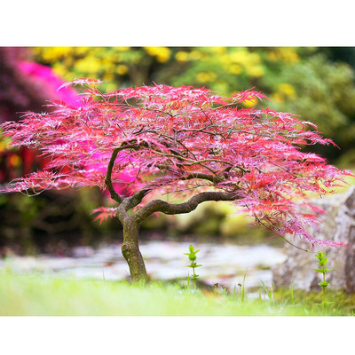 Acer palmatum dissectum 'Nigrum' Japán juhar