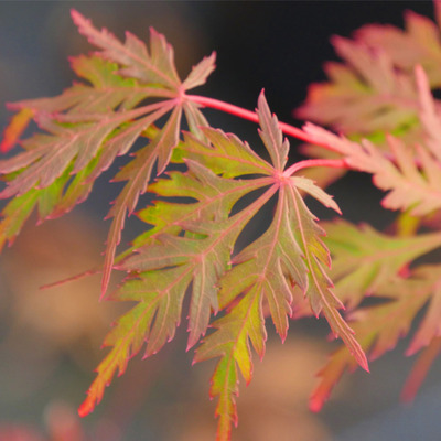 Acer palmatum dissectum 'Rubrifolium' Japán juhar