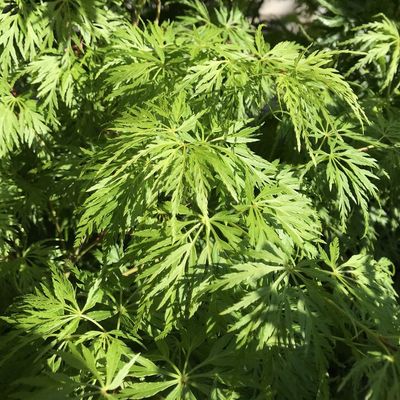 Acer palmatum dissectum 'Seiryu' Japán juhar