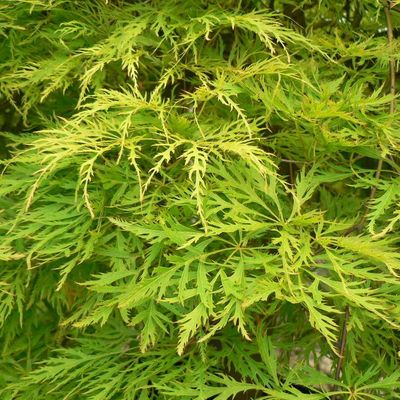 Japán juhar Acer palmatum dissectum 'Viridis'