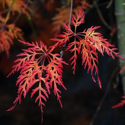 Japán juhar Acer palmatum dissectum 'Viridis'