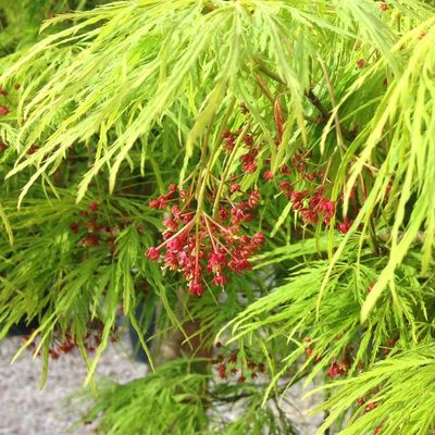 Japán juhar Acer palmatum dissectum 'Viridis'