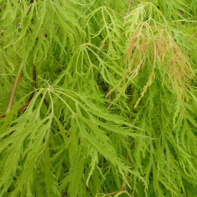 Japán juhar Acer palmatum dissectum 'Viridis'