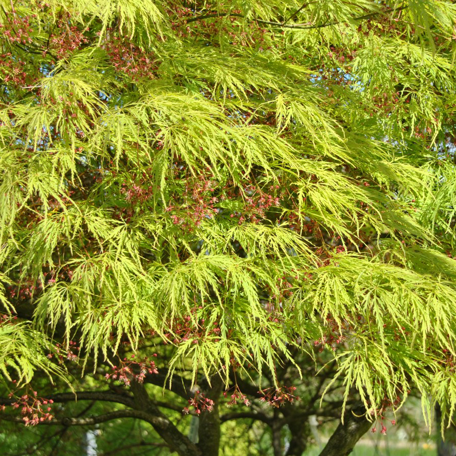 Acer palmatum 'Dissectum' Jap&aacute;n juhar