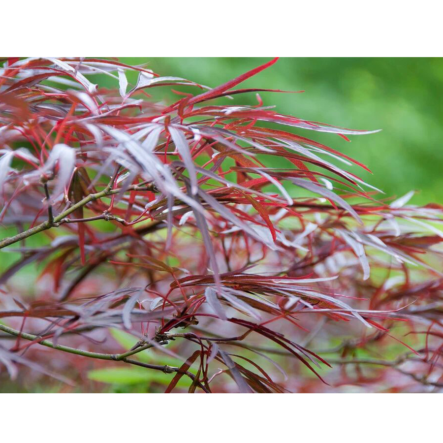 Acer palmatum 'Enkan' Jap&aacute;n juhar