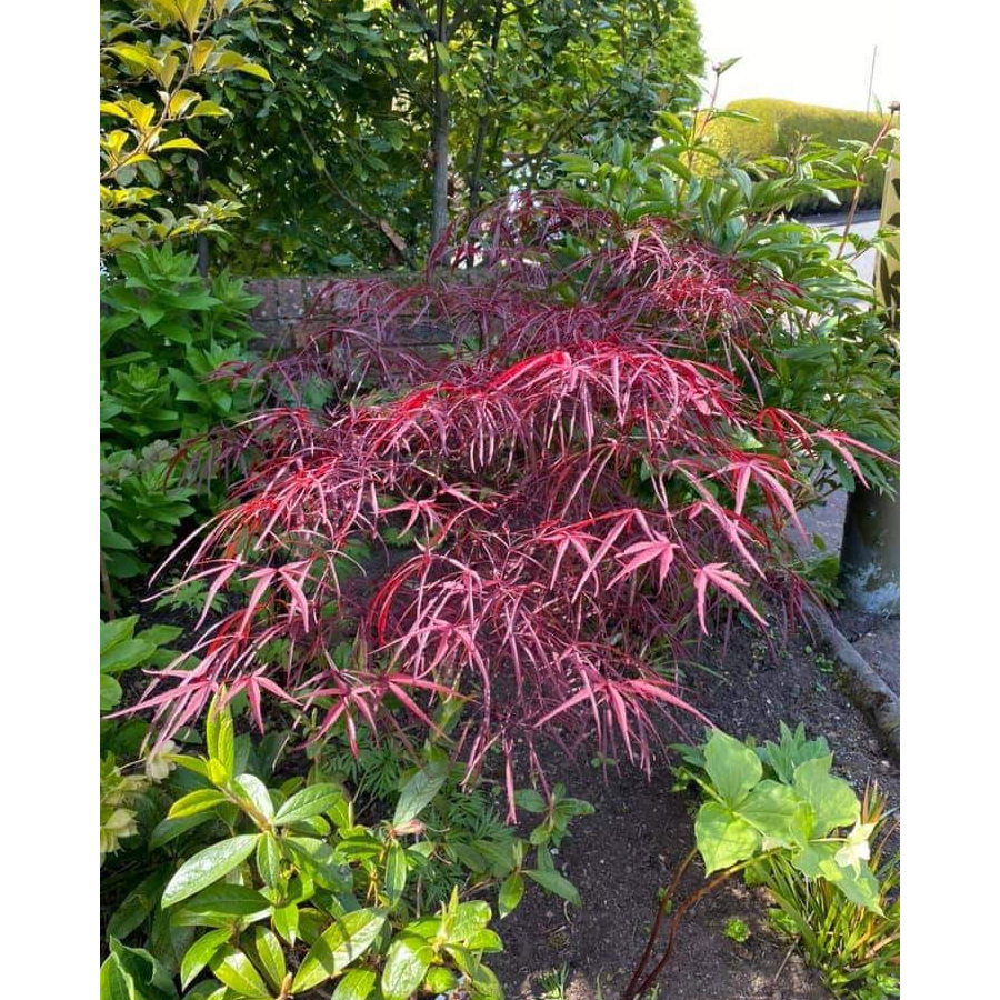 Jap&aacute;n juhar Acer palmatum 'Enkan'
