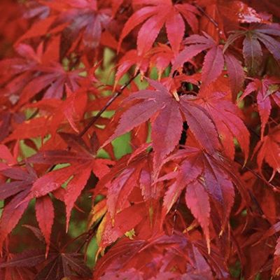 Japán juhar Acer palmatum 'Fireglow' (FG1)