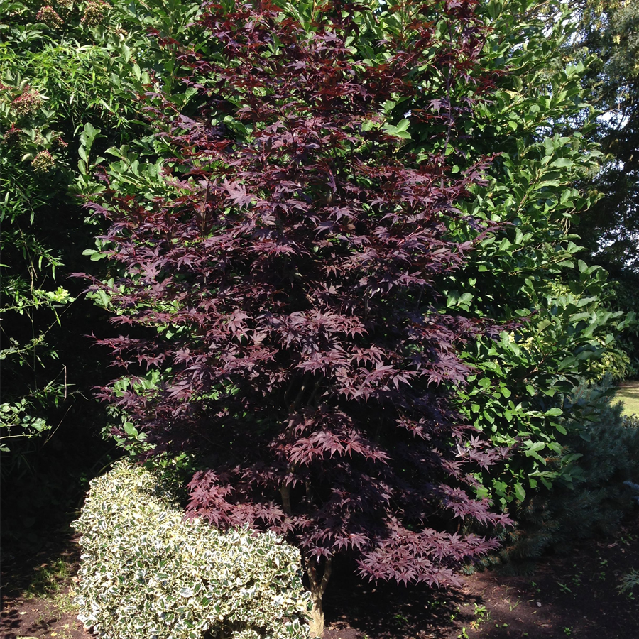 Japán juhar Acer palmatum 'Fireglow' (FG1)