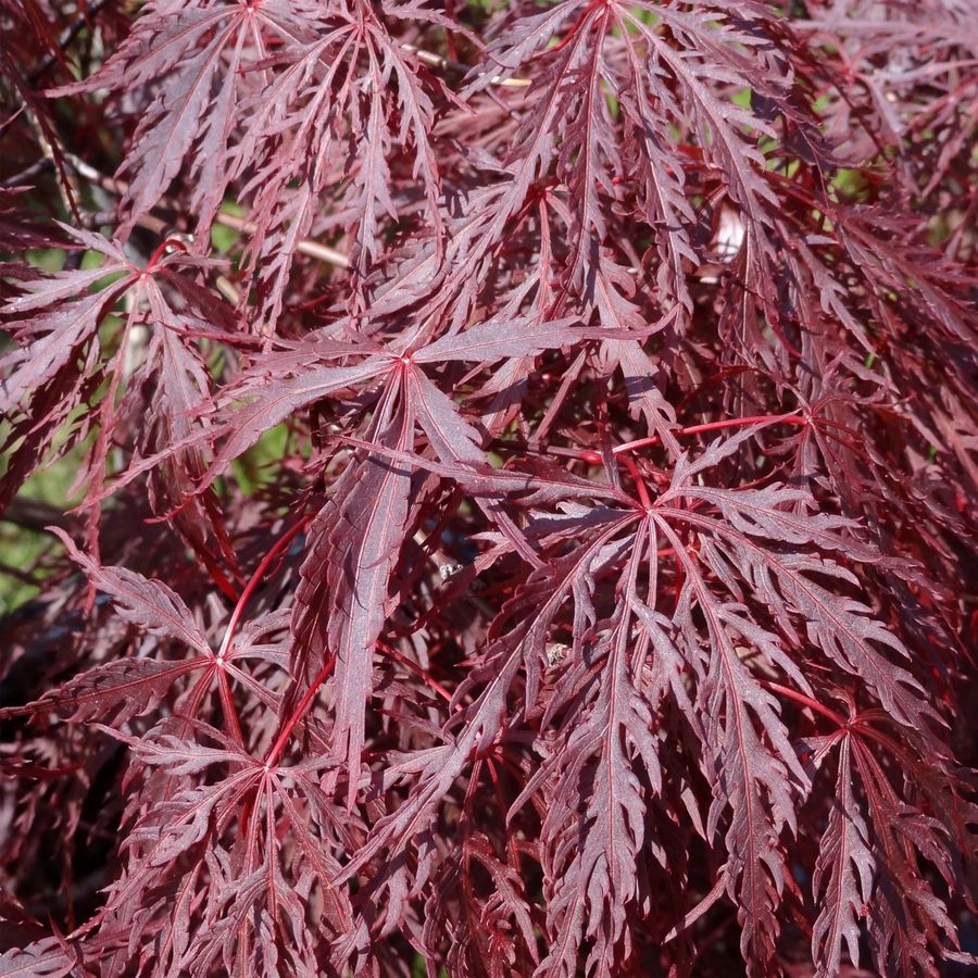 Acer palmatum 'Heart and Soul' Jap&aacute;n juhar
