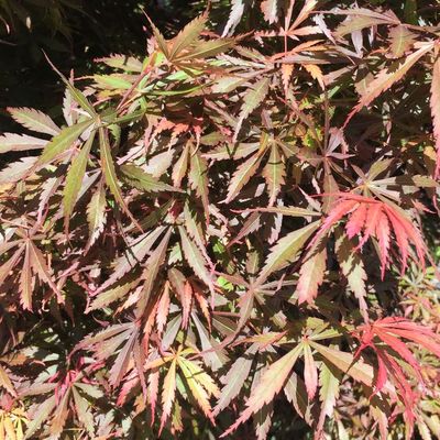 Japán juhar Acer palmatum 'Jerre Schwartz'