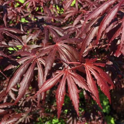Japán juhar Acer palmatum 'Jerre Schwartz'