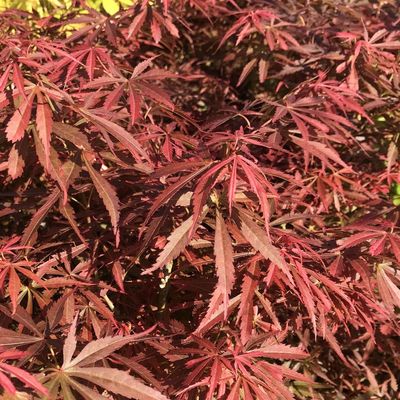 Acer palmatum 'Jerre Schwartz' Japán juhar