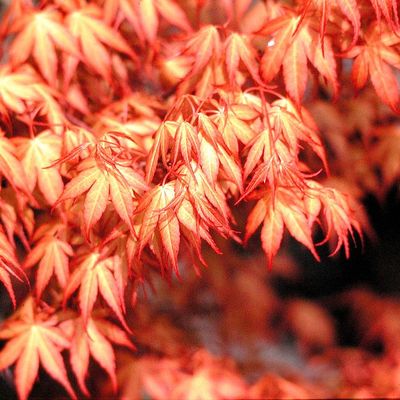 Japán juhar Acer palmatum 'Katsura'