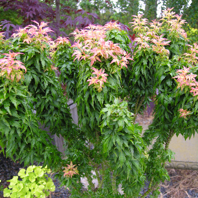 Acer palmatum 'Kotohime' Japán juhar