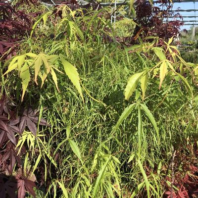 Acer palmatum 'Koto No Ito' Japán juhar