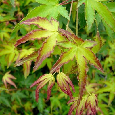 Acer palmatum 'Little Princess' Japán juhar