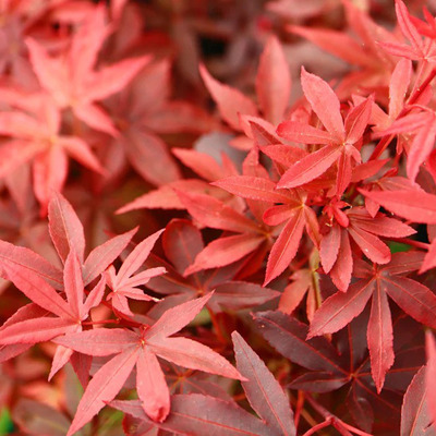 Acer palmatum 'Little Red' Jap&aacute;n juhar