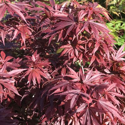 Japán juhar Acer palmatum 'Moonfire'