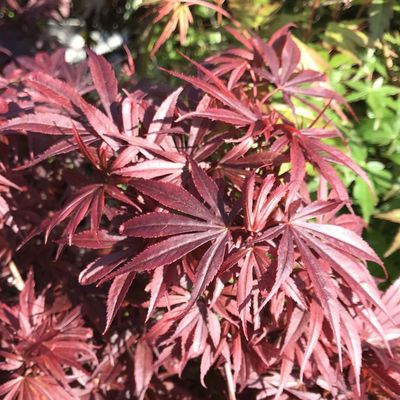 Acer palmatum 'Moonfire' Japán juhar