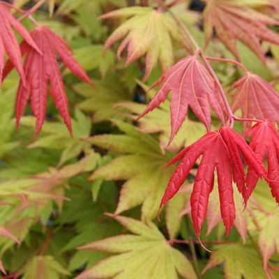 Japán juhar Acer palmatum 'Moonrise'