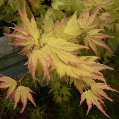 Japán juhar Acer palmatum 'Orange Dream'