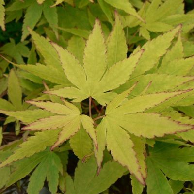 Japán juhar Acer palmatum 'Orange Dream'