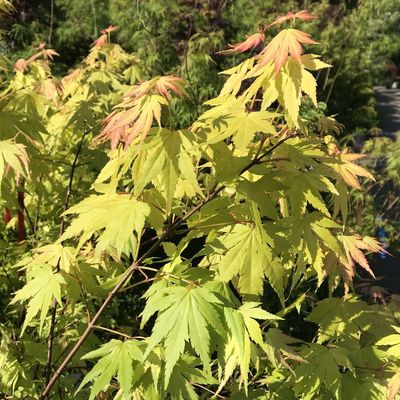 Acer palmatum 'Orange Dream' Japán juhar