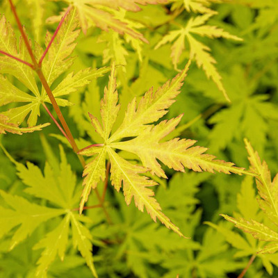 Acer palmatum 'Orange Lace' Jap&aacute;n juhar