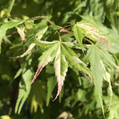 Acer palmatum 'Oridono Nishiki' Japán juhar