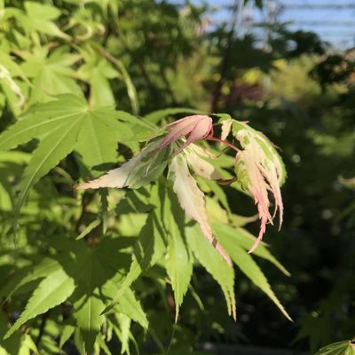 Japán juhar Acer palmatum 'Oridono Nishiki'