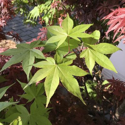 Japán juhar Acer palmatum 'Osakazuki'