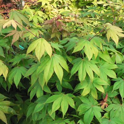 Japán juhar Acer palmatum 'Osakazuki'