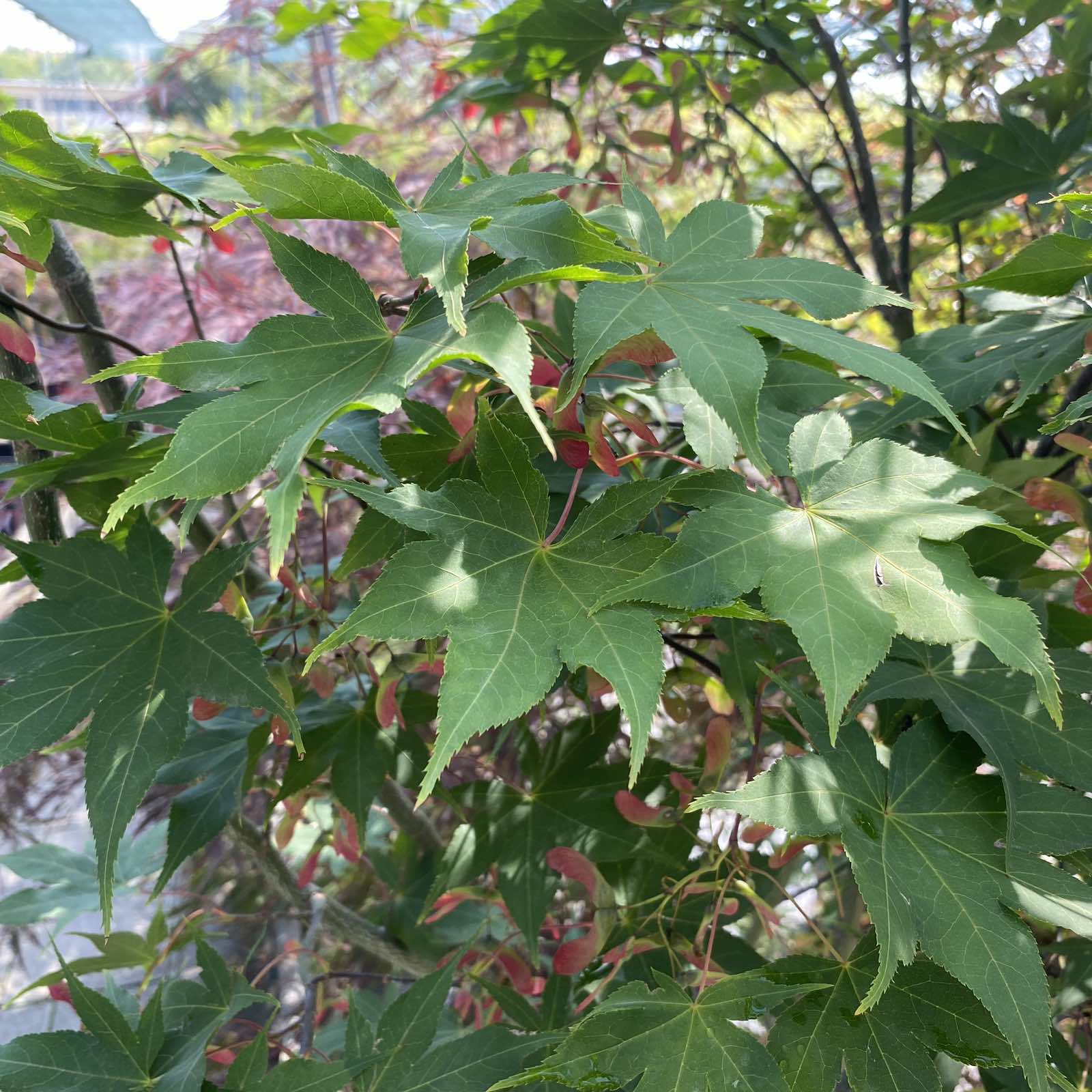 Japán juhar Acer palmatum 'Osakazuki'