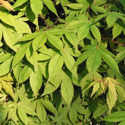 Acer palmatum 'Osakazuki' Japán juhar