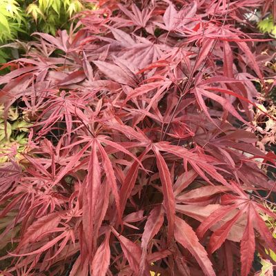 Jap&aacute;n juhar Acer palmatum 'Peve Dave'