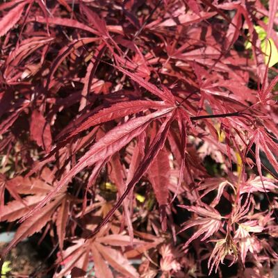 Acer palmatum 'Peve Dave' Jap&aacute;n juhar
