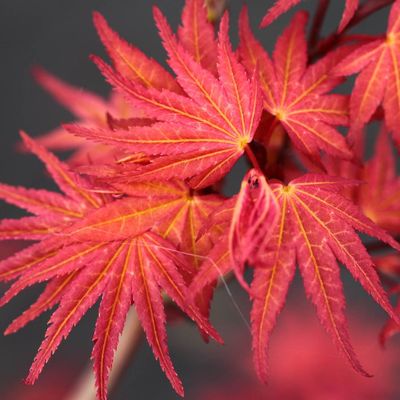 Acer palmatum 'Phoenix' Japán juhar