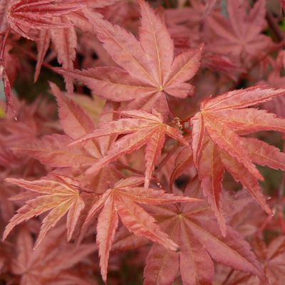 Acer palmatum 'Pixie' Japán juhar