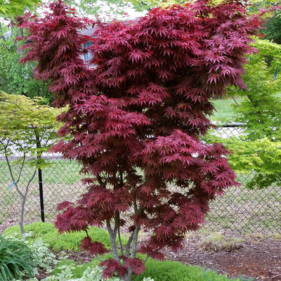 Japán juhar Acer palmatum 'Pixie'