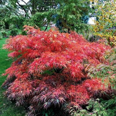 Acer palmatum 'Red Pygmy' Jap&aacute;n juhar